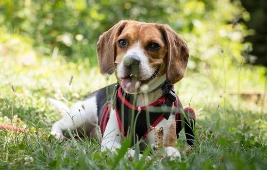 犬細小病毒感染的臨床表現