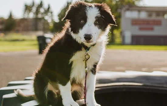 狗狗得了犬瘟在家怎么治療