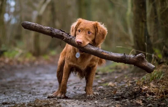 狂犬病都有什么癥狀