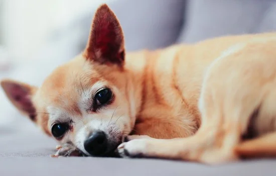 體味最小最干凈的犬