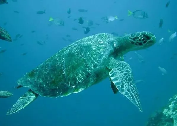 綠海龜鎮宅嗎