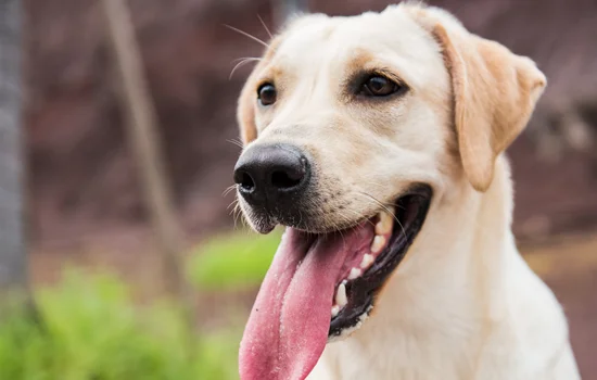 拉布拉多幼犬越打越兇