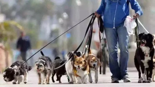 建議制定國家層面養犬管理條例