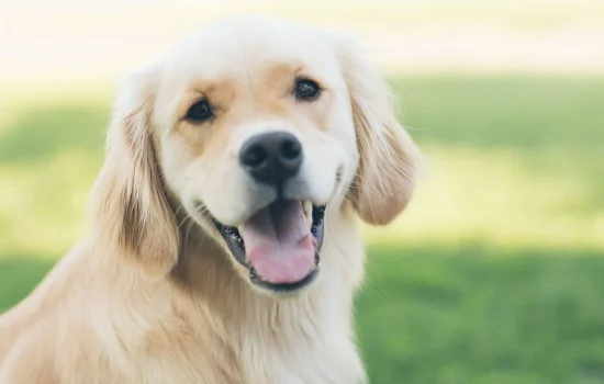 家養(yǎng)的狗會(huì)有狂犬病嗎