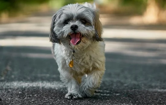 幼犬流清鼻涕