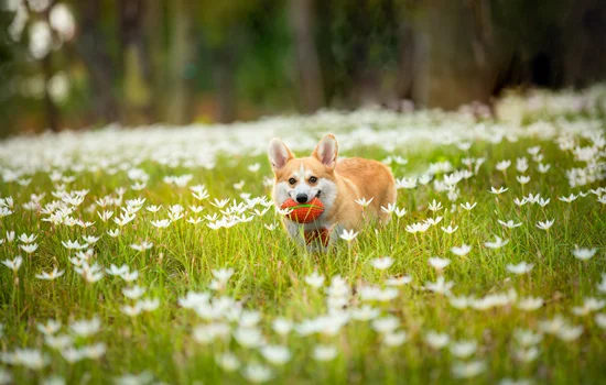 兩個月的柯基犬拉稀怎么辦