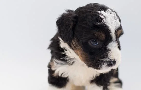 成年犬幾歲掉牙證明老了