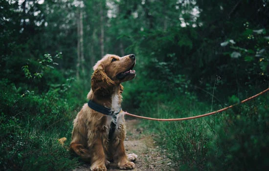 怎么訓練可卡犬在外大小便