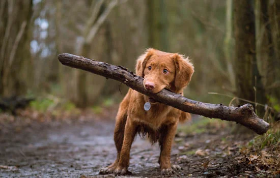 伯瑞犬性格特征