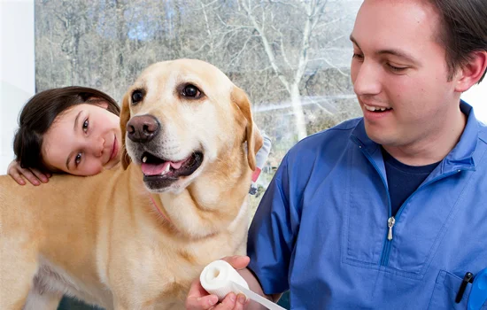 拉布拉多犬尷尬期