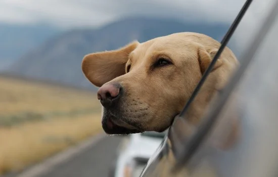 犬瘟熱可以驅(qū)蟲嗎