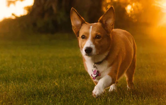 比特犬吃什么長得壯 比特犬吃什么長得快?