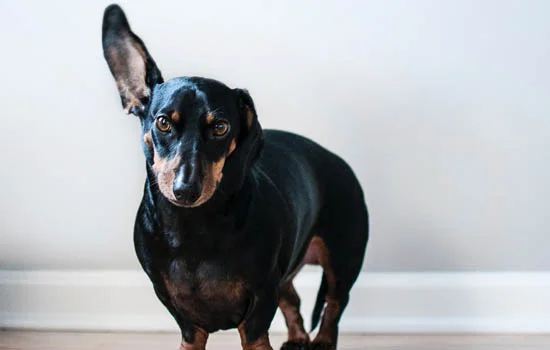 德牧幼犬幾個月立耳