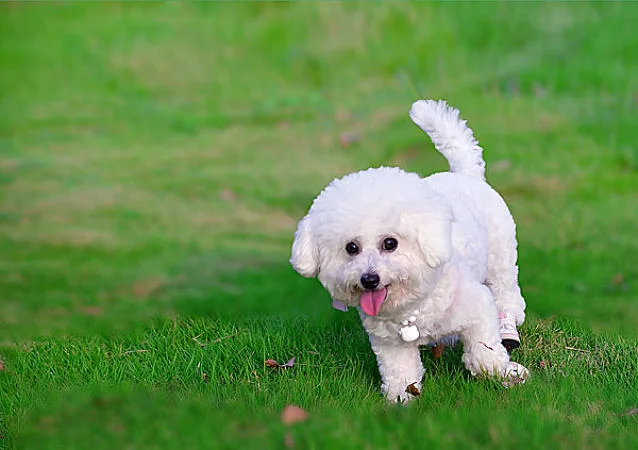 比熊犬為什么喜歡睡地上