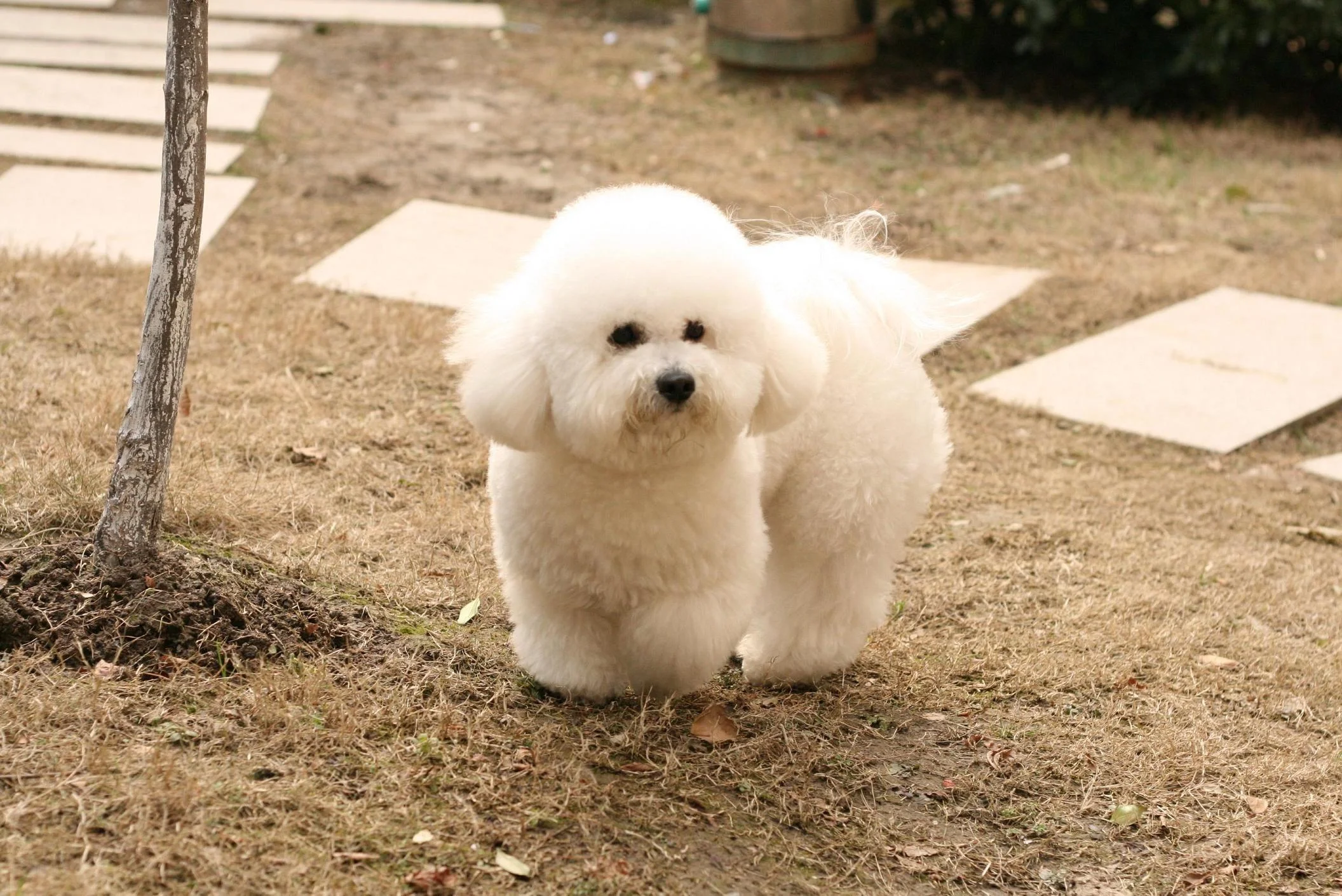 比熊幼犬糧吃到幾個月