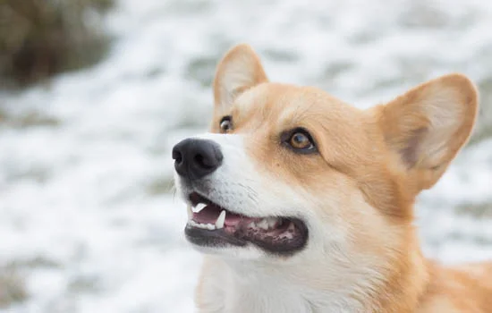 柴犬優缺點分析