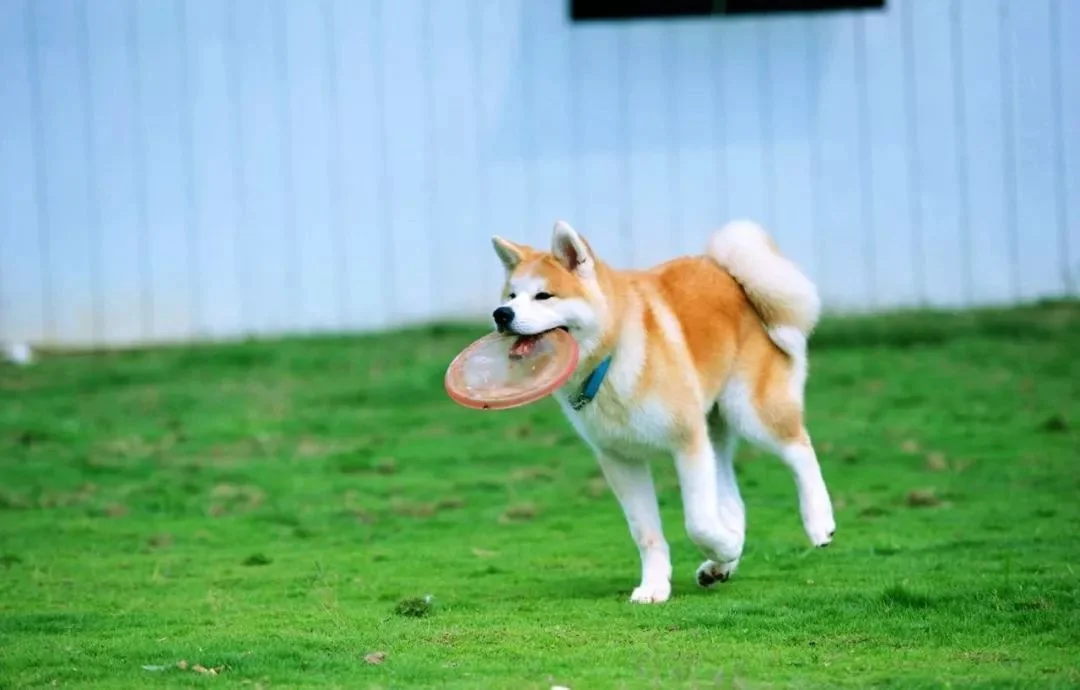 秋田犬可以換主人嗎