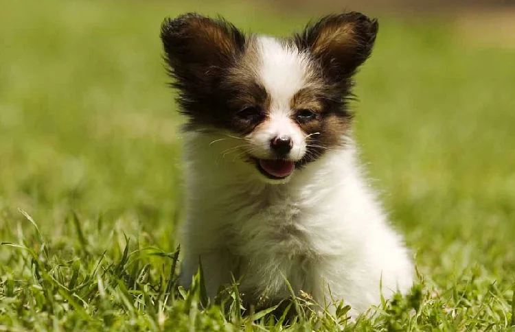 蝴蝶犬幼犬幾個月褪毛