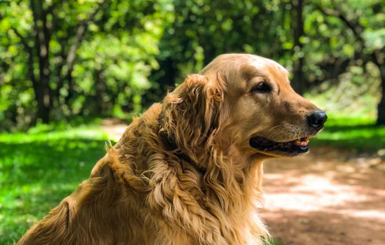 金毛犬適合家養嗎?