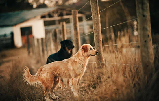 金毛幼犬一天喂幾頓一頓喂多少