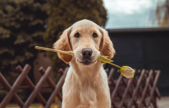 小鹿犬多少天顯肚子