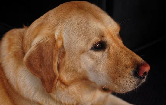 拉布拉多犬如何訓練方法