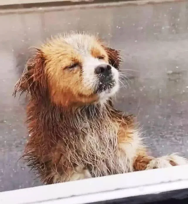 暴雨中主人帶狗狗撤離的瞬間！都要平平安安！