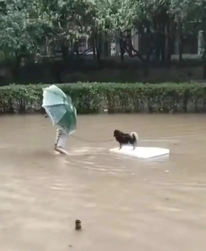 暴雨中主人帶狗狗撤離的瞬間！都要平平安安！