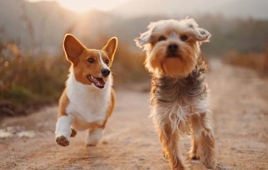 博美犬臨終前的表現幾天死