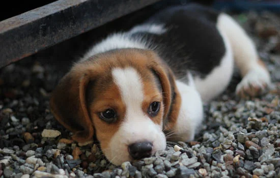 非洲野犬與鬣狗的區別