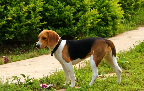 小o是秋田還是柴犬