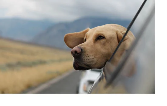 英國波音達犬性格 英國波音達犬兇嗎