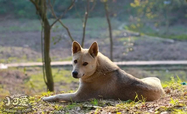 養土狗真的丟人嗎？這幾點讓你重新愛上它！