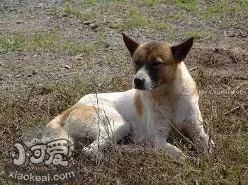 養土狗真的丟人嗎？這幾點讓你重新愛上它！