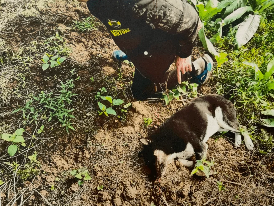 男子用弓弩+毒飛鏢殘忍毒殺盜竊家犬，獲刑10個月！