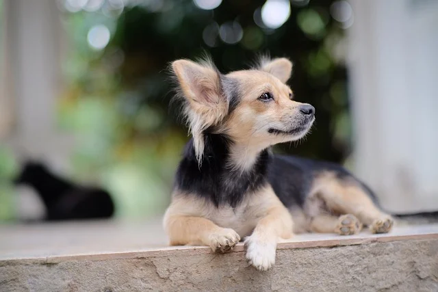 養(yǎng)狗狂犬疫苗要不要每年打