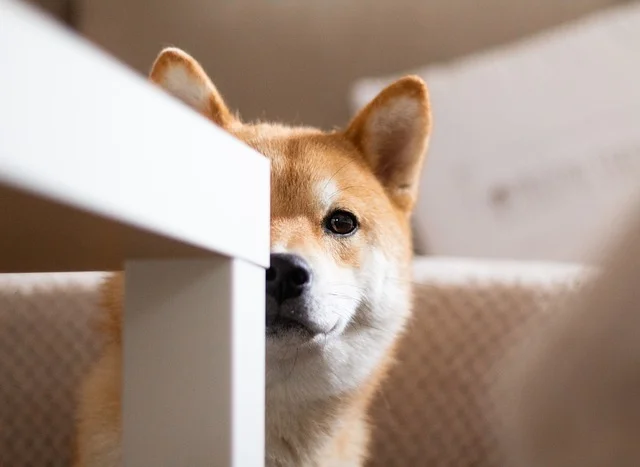 柴犬的特點和性格