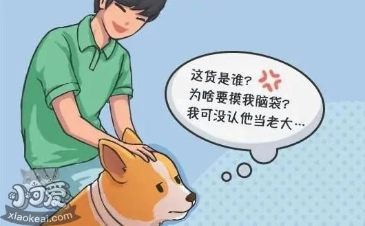 狗狗犯錯后“裝可憐”，真的知道錯了嗎？