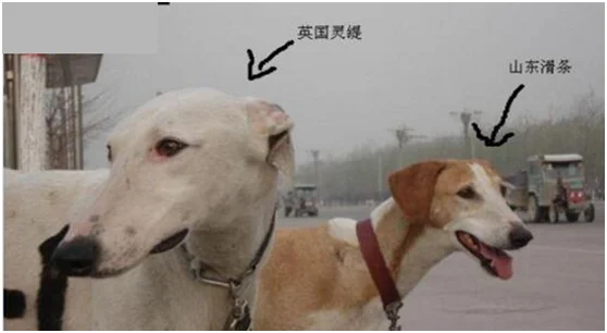 靈緹和細犬的區別