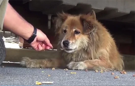 ?流浪狗如何驅蟲