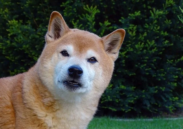 中華田園犬和柴犬區別