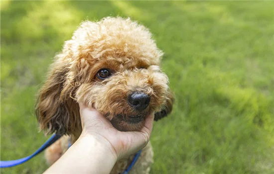 松獅犬為什么禁養