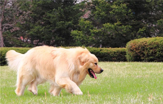 家養狗怎么判斷狂犬病