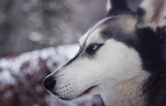 馬爾濟斯犬為什么吐舌頭