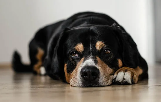 喜樂蒂牧羊犬和蘇格蘭牧羊犬的區別