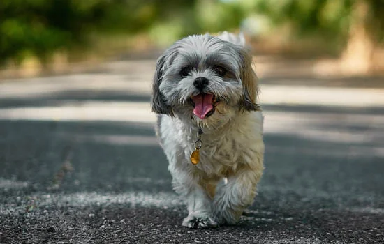 喜樂蒂牧羊犬吃多少狗糧