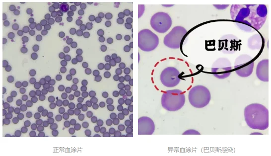 貓狗體檢省錢攻略，鏟屎官值得擁有！