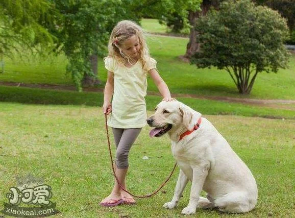 狗狗吃飽了撐著怎么辦?教你這5招！