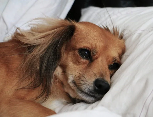 幼犬驅蟲多久做一次