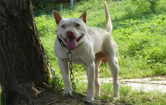 ?中華田園犬都有什么品種